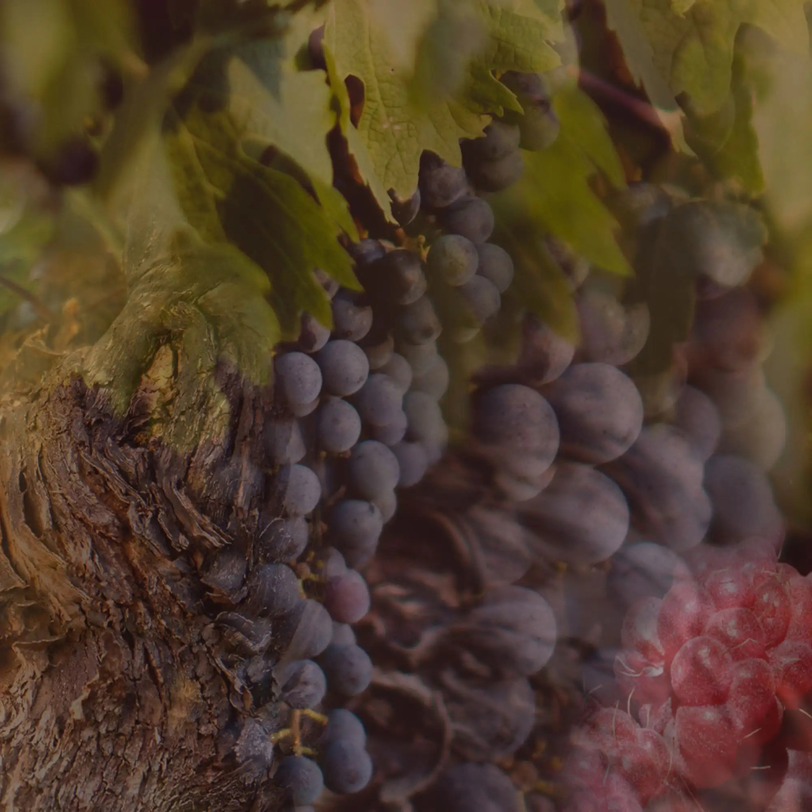 Dyfuzr zapachowy Rosso 500 ml Dr.Vranjes