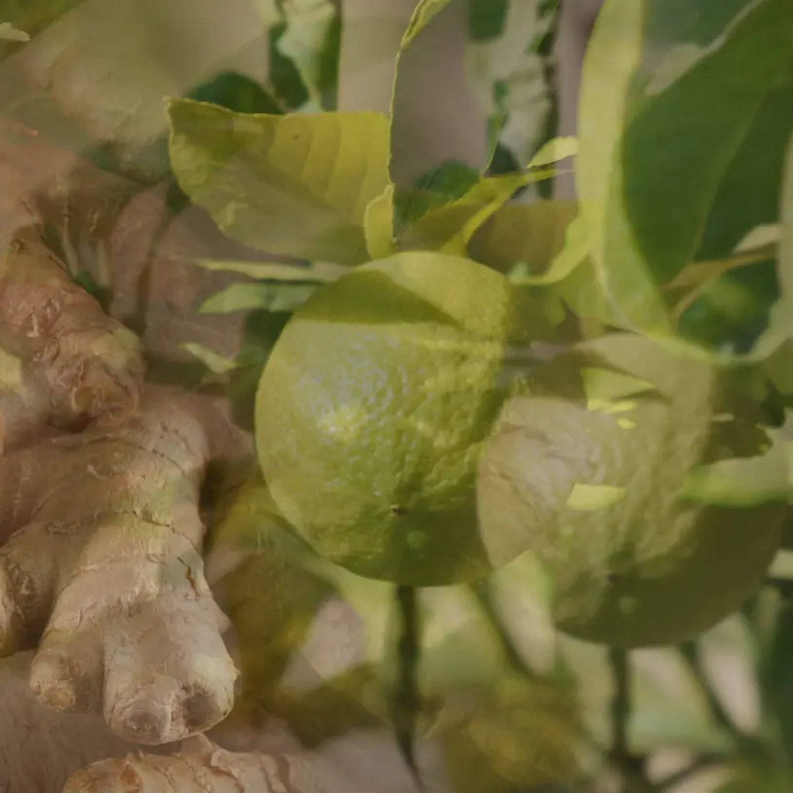 Uzupełniacz Imbir 500 ml Dr.Vranjes